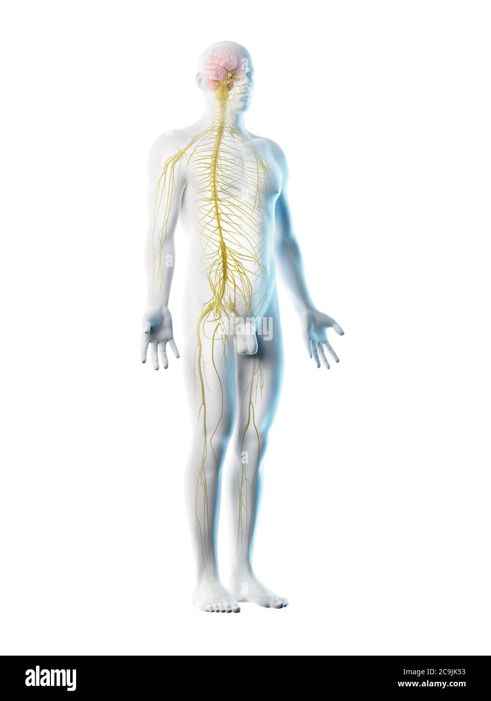 Male nervous system, computer illustration Stock Photo - Alamy