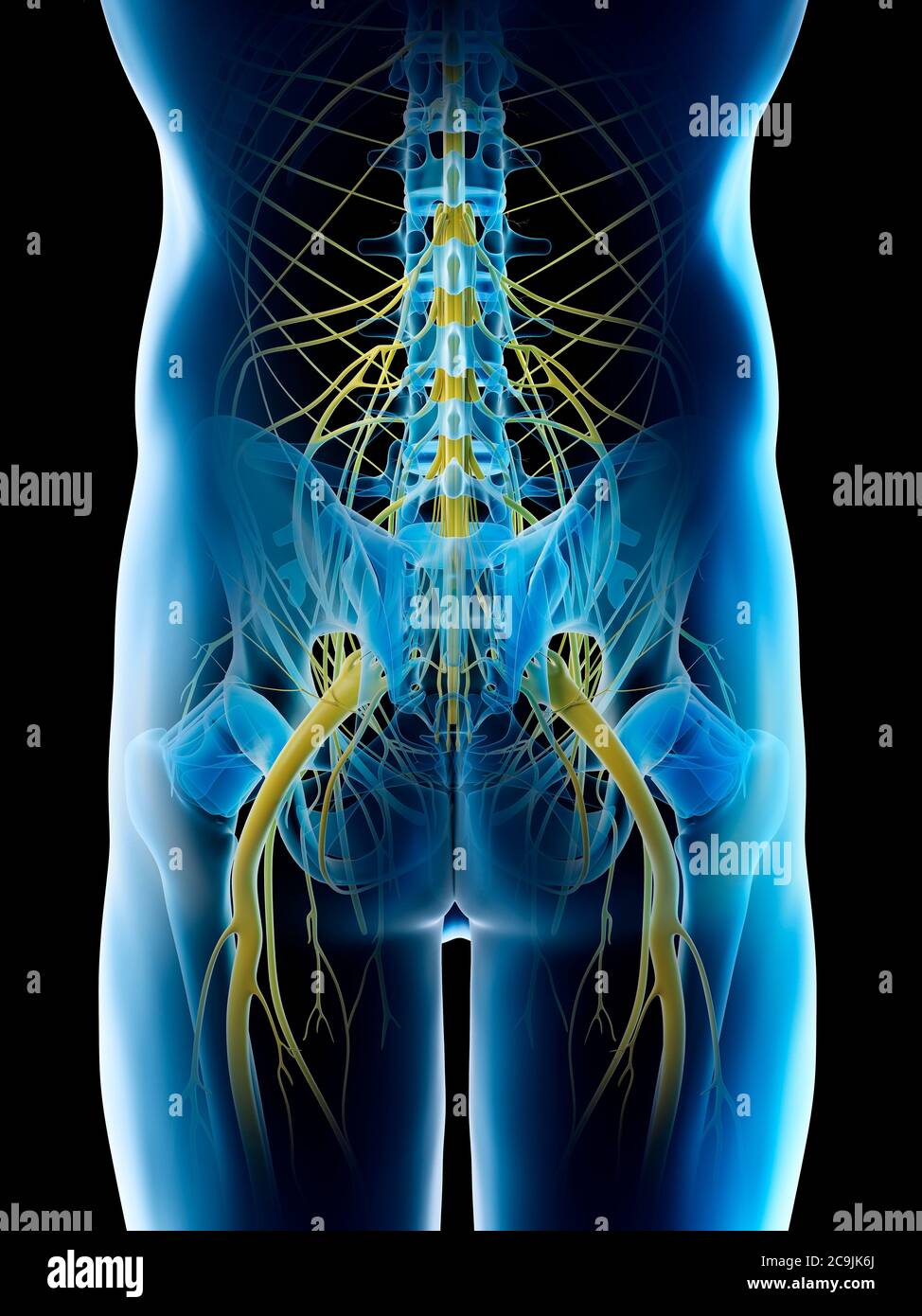 Nerves of the male pelvis, computer illustration. Stock Photo
