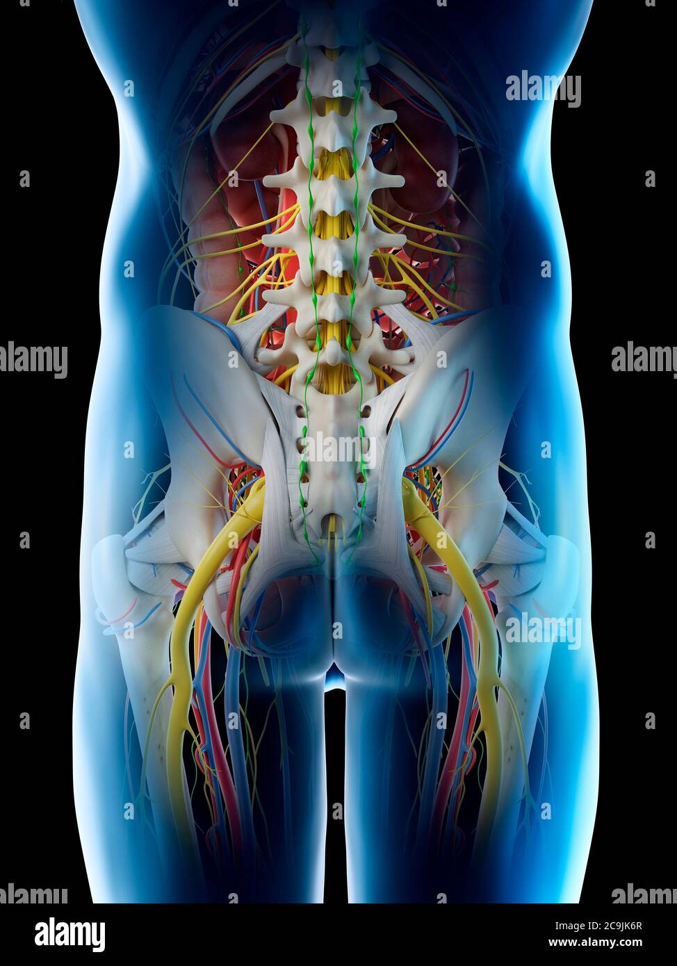 Male pelvis anatomy, computer illustration. Stock Photo