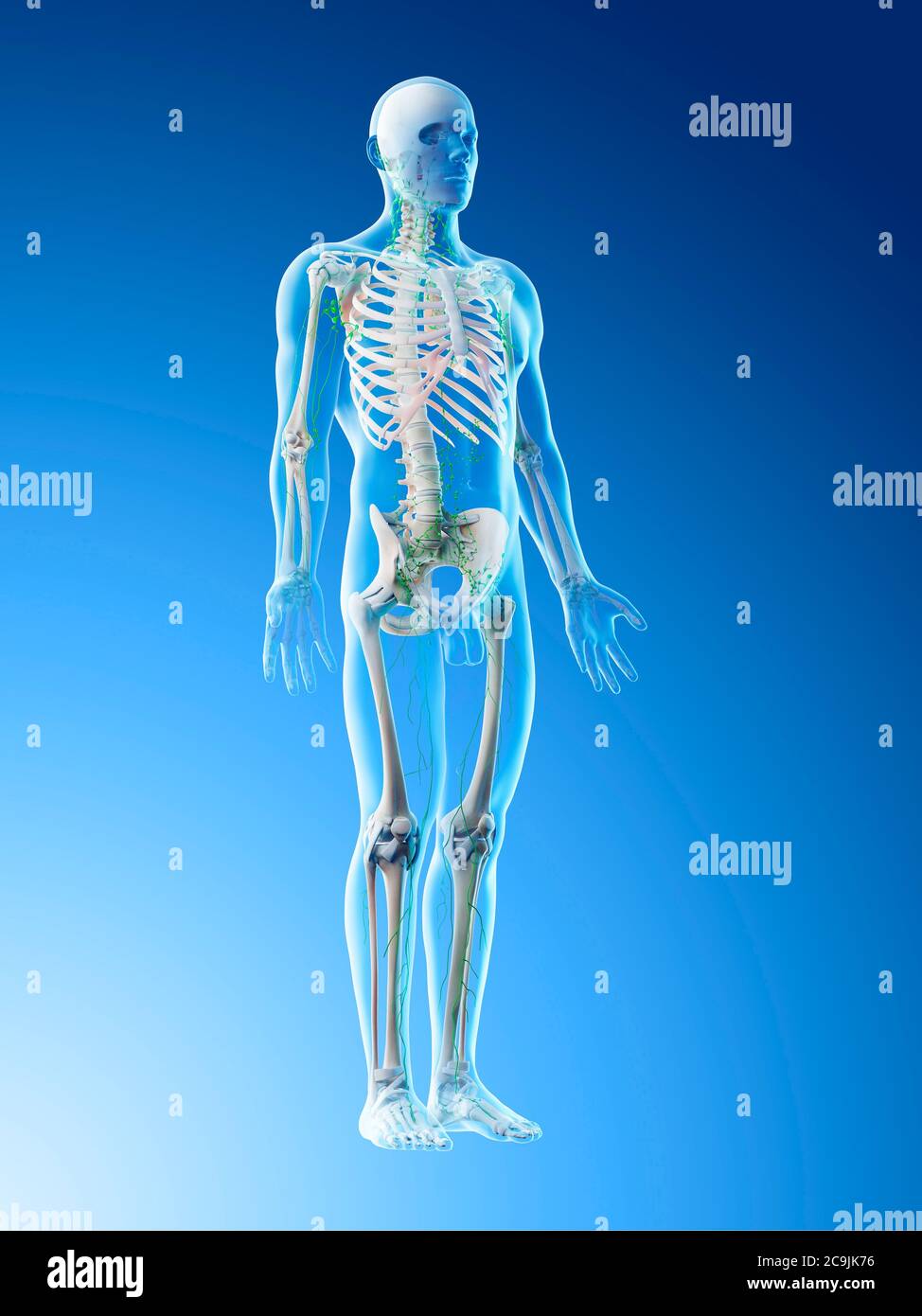 Lymphatic system, computer illustration Stock Photo - Alamy