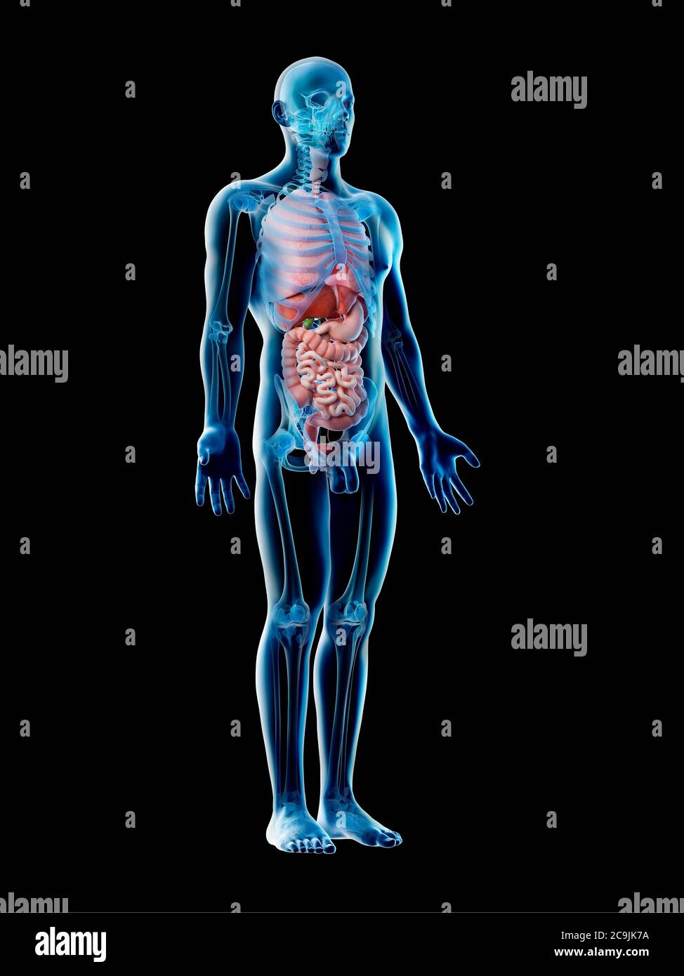 Male anatomy, computer illustration Stock Photo - Alamy