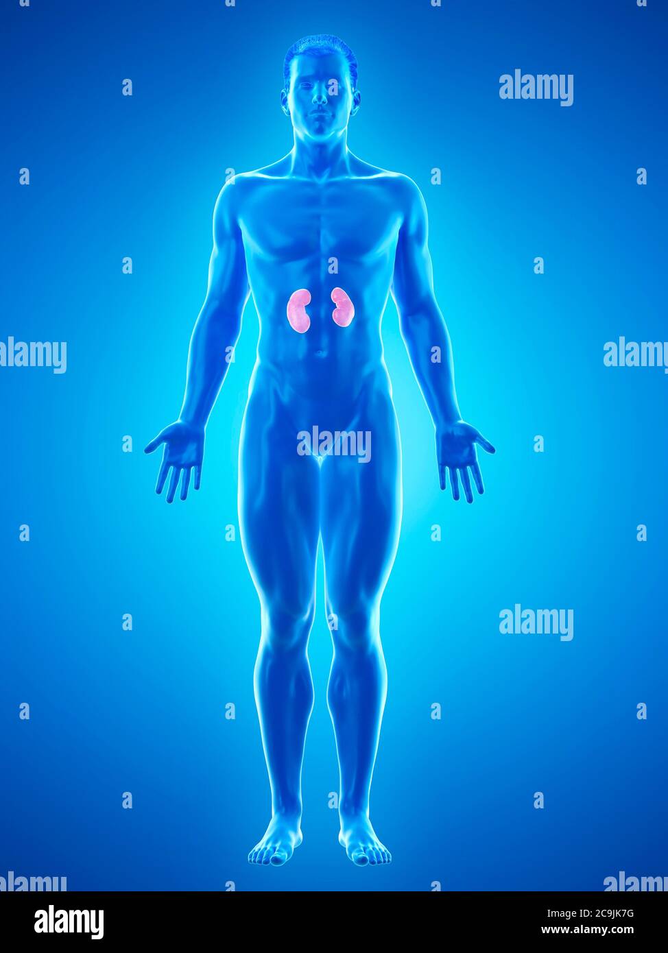 Kidney Desktop Kidney anatomy, computer illustration Stock Photo - Alamy
