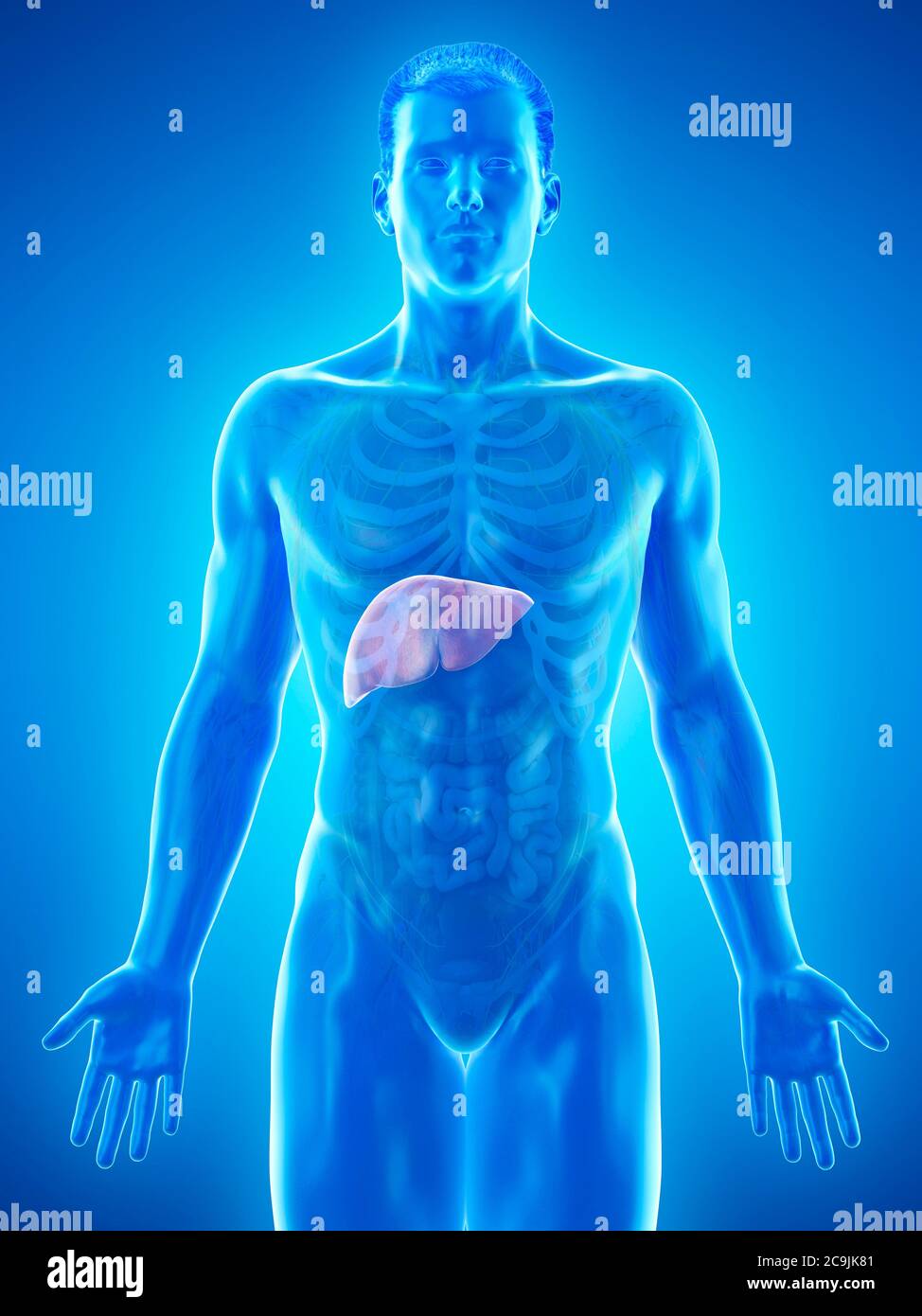Liver anatomy, computer illustration Stock Photo - Alamy