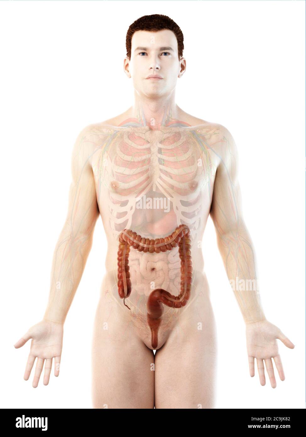 Large intestine, computer illustration. Stock Photo