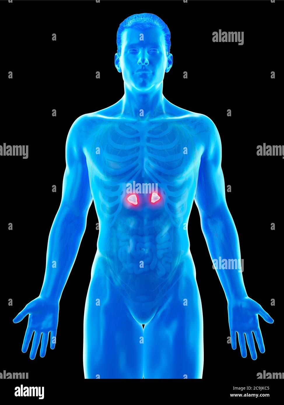 Adrenagons Adrenal glands, computer illustration Stock Photo - Alamy
