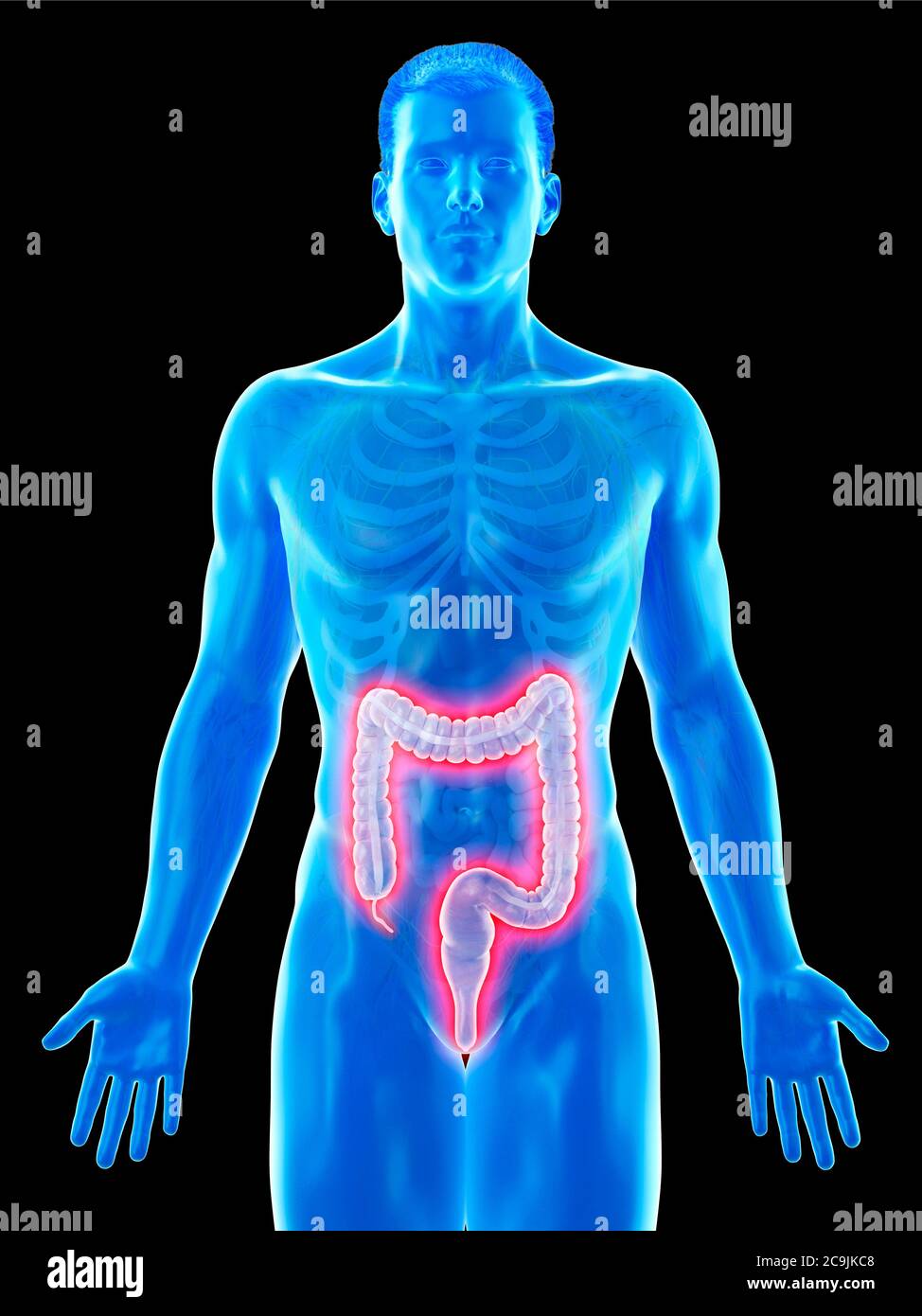 Large intestine, computer illustration. Stock Photo