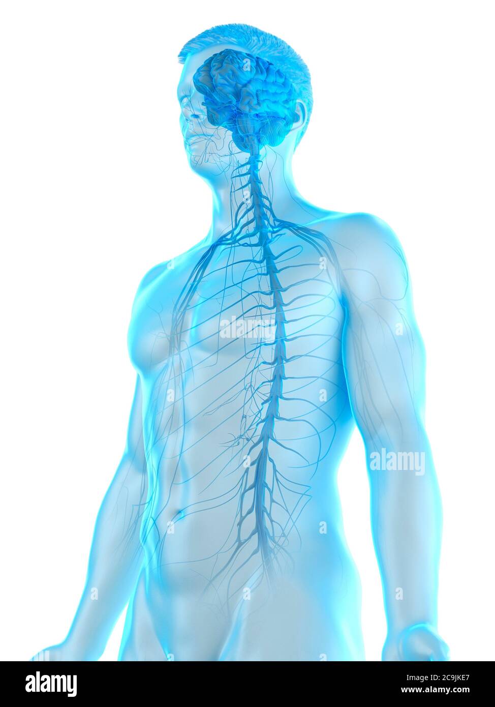 Nervous system, computer illustration Stock Photo - Alamy