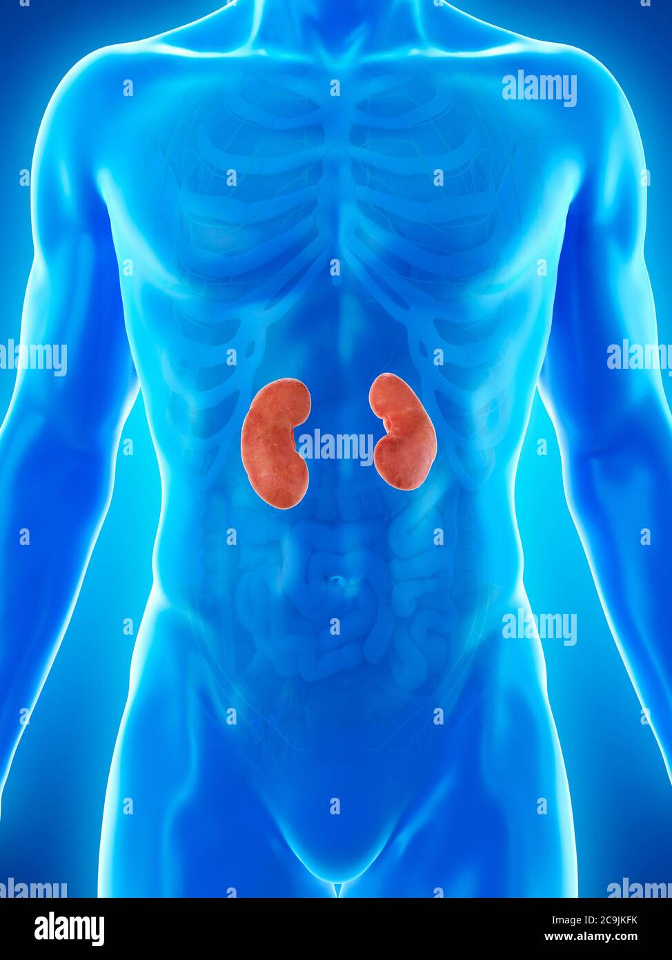 Kidney Desktop Kidney anatomy, computer illustration Stock Photo - Alamy