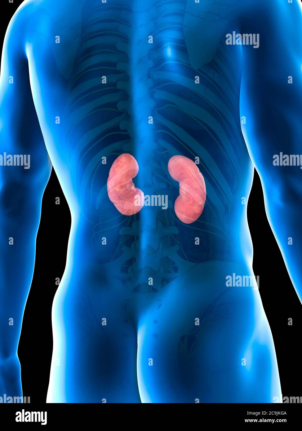 Kidney Desktop Kidney anatomy, computer illustration Stock Photo - Alamy