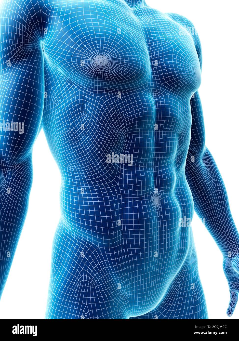 Abdominal muscles, computer illustration Stock Photo Alamy