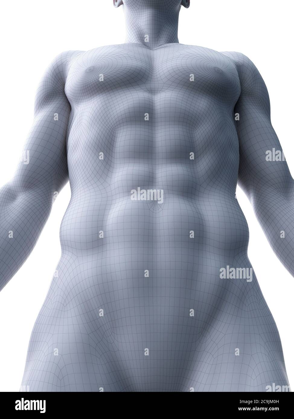 Abdominal muscles, computer illustration Stock Photo Alamy