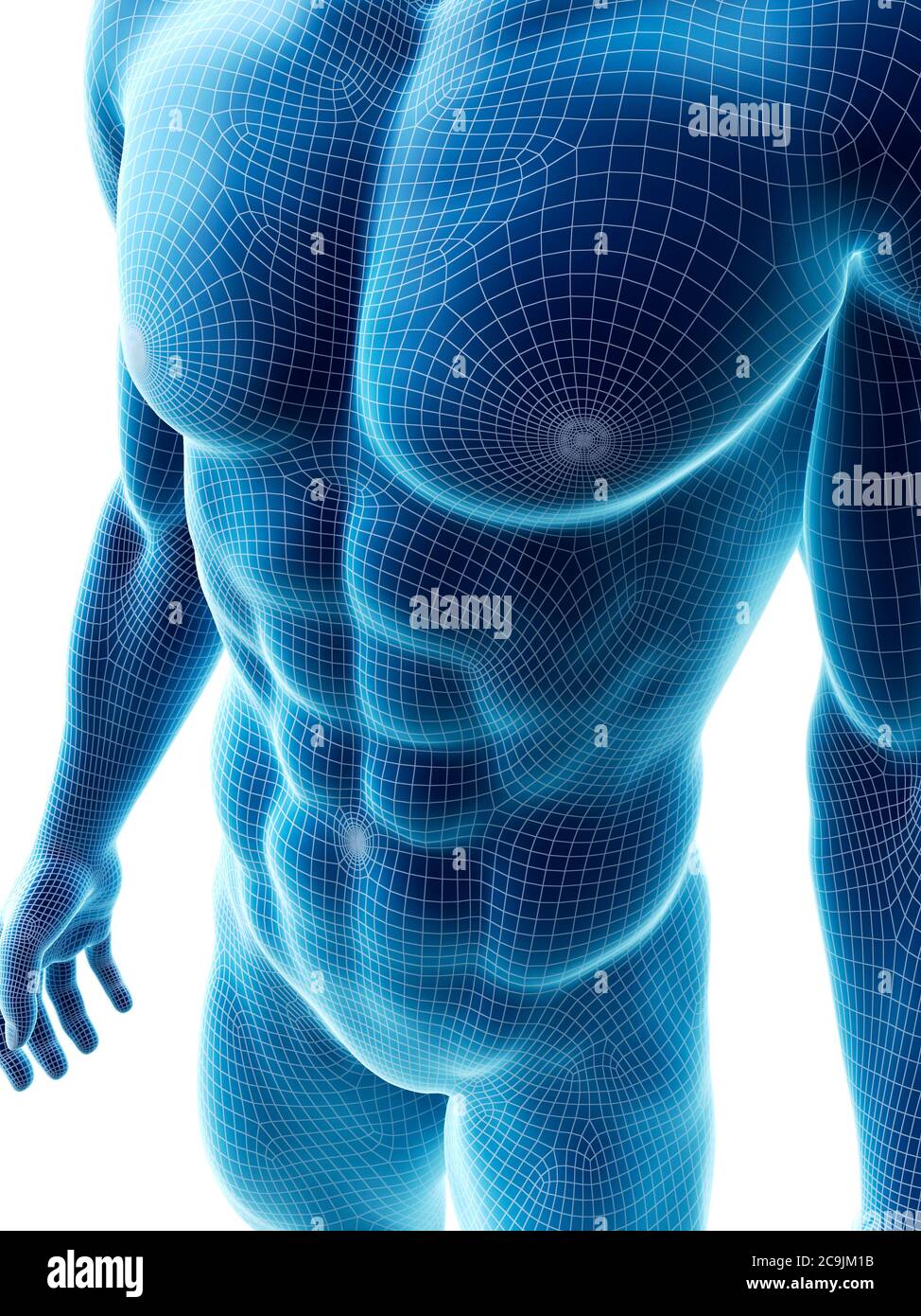 Abdominal muscles, computer illustration Stock Photo Alamy