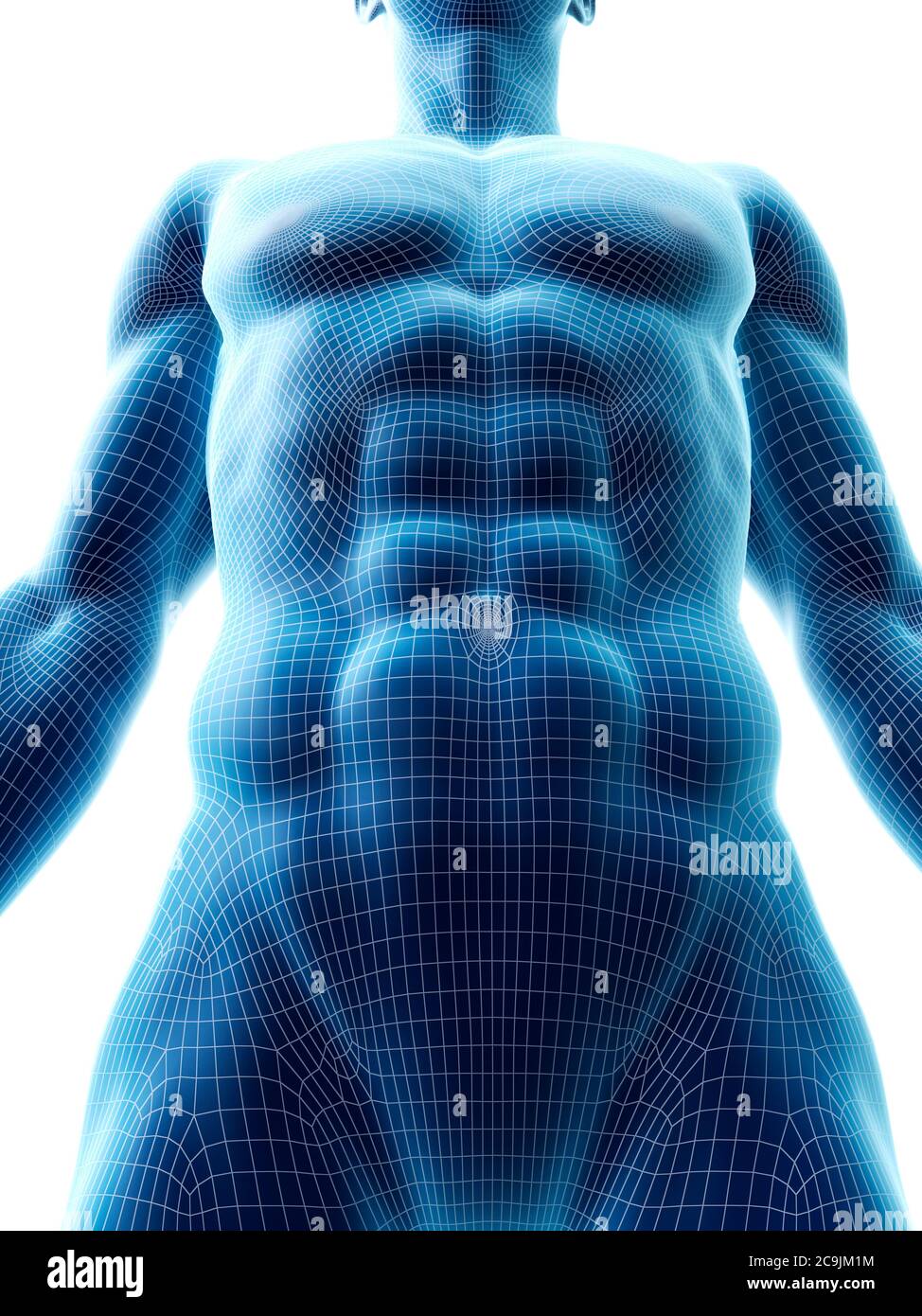 Abdominal muscles, computer illustration Stock Photo Alamy