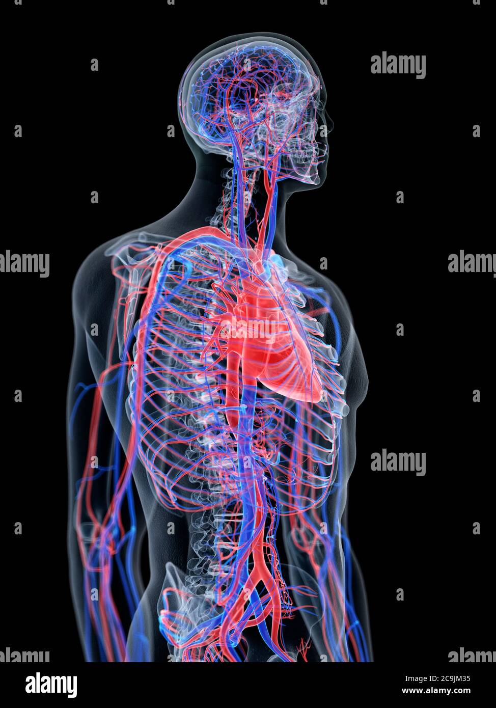 Cardiovascular system, computer illustration Stock Photo - Alamy