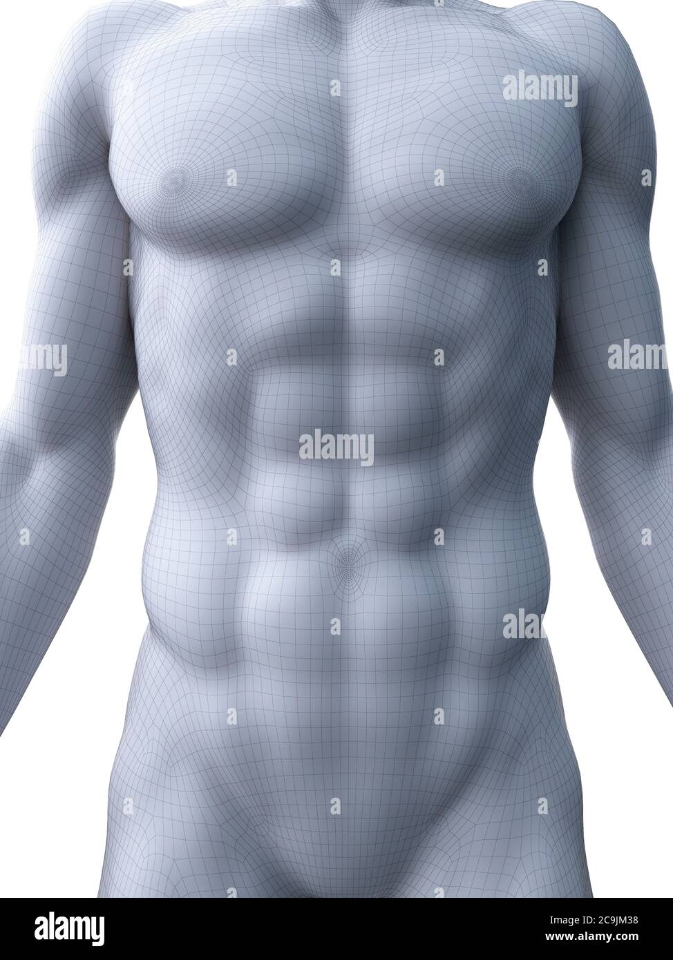 Abdominal muscles, computer illustration Stock Photo Alamy