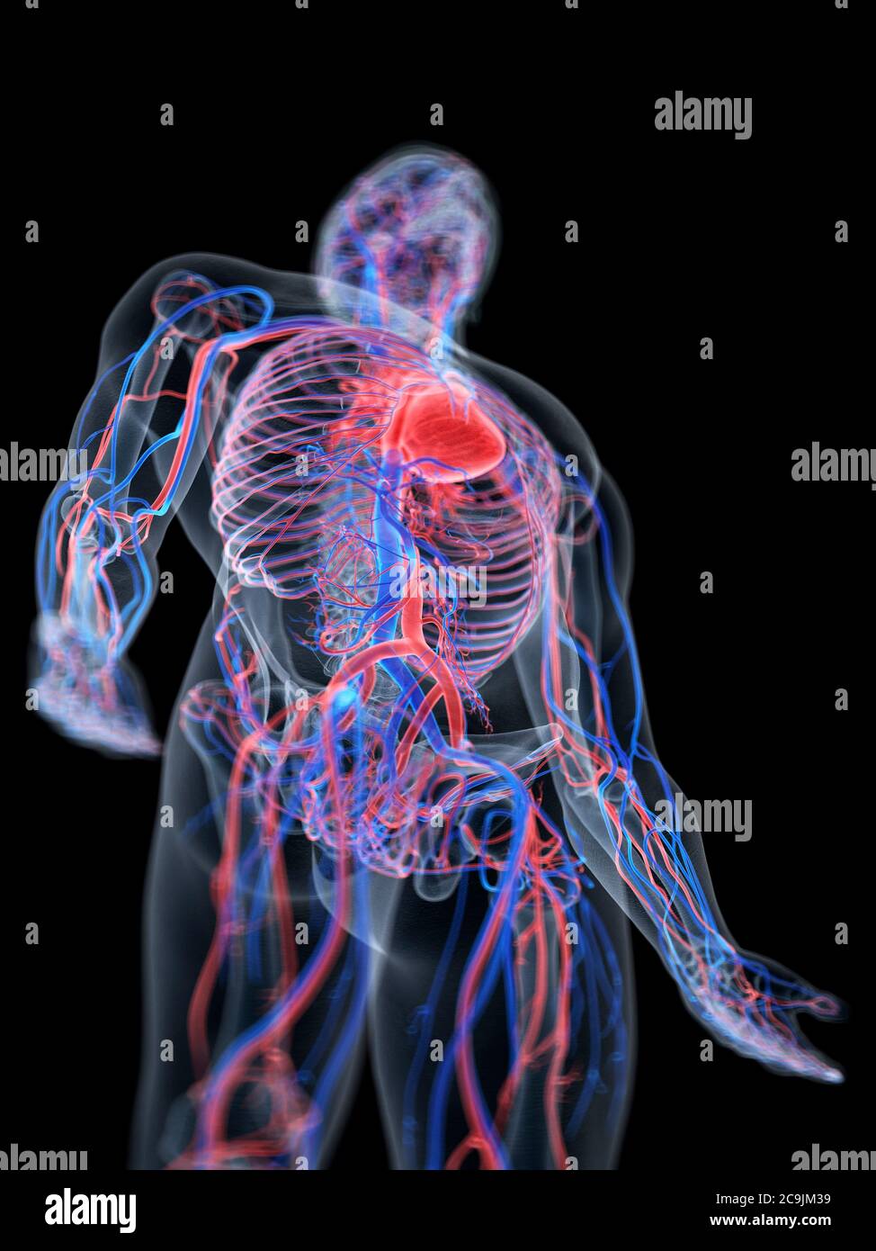 Cardiovascular system, computer illustration Stock Photo Alamy