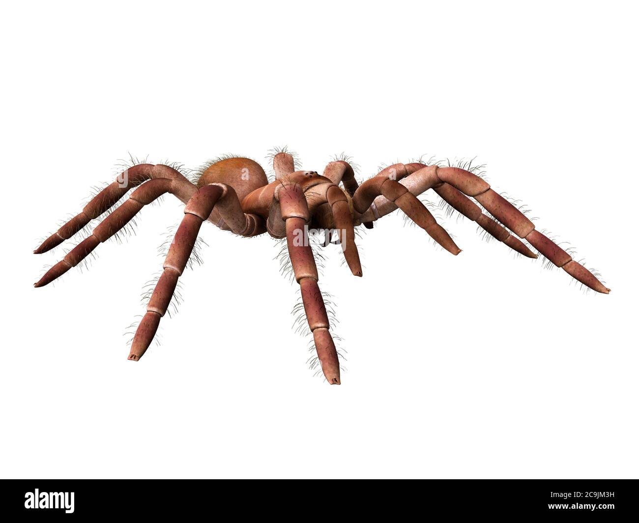 Goliath birdeater tarantula (Theraphosa blondi), computer illustration. Stock Photo