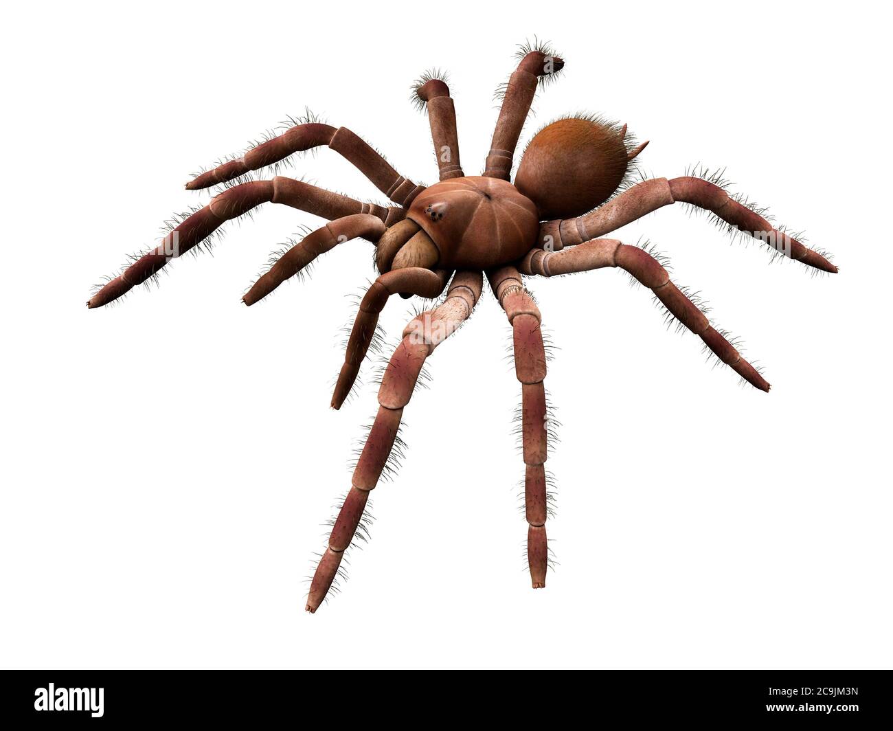 Goliath birdeater tarantula (Theraphosa blondi), computer illustration. Stock Photo