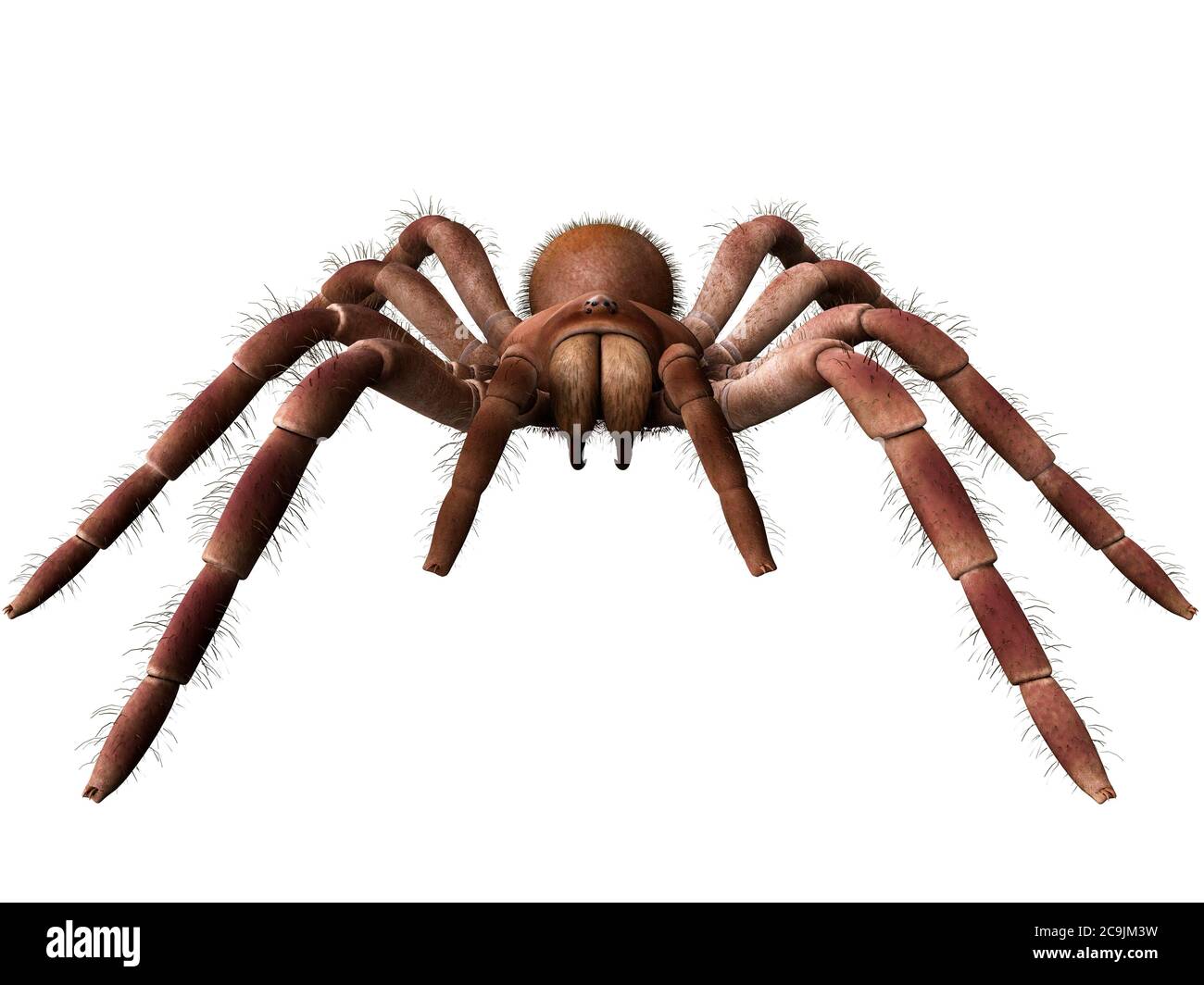 Goliath birdeater tarantula (Theraphosa blondi), computer illustration. Stock Photo