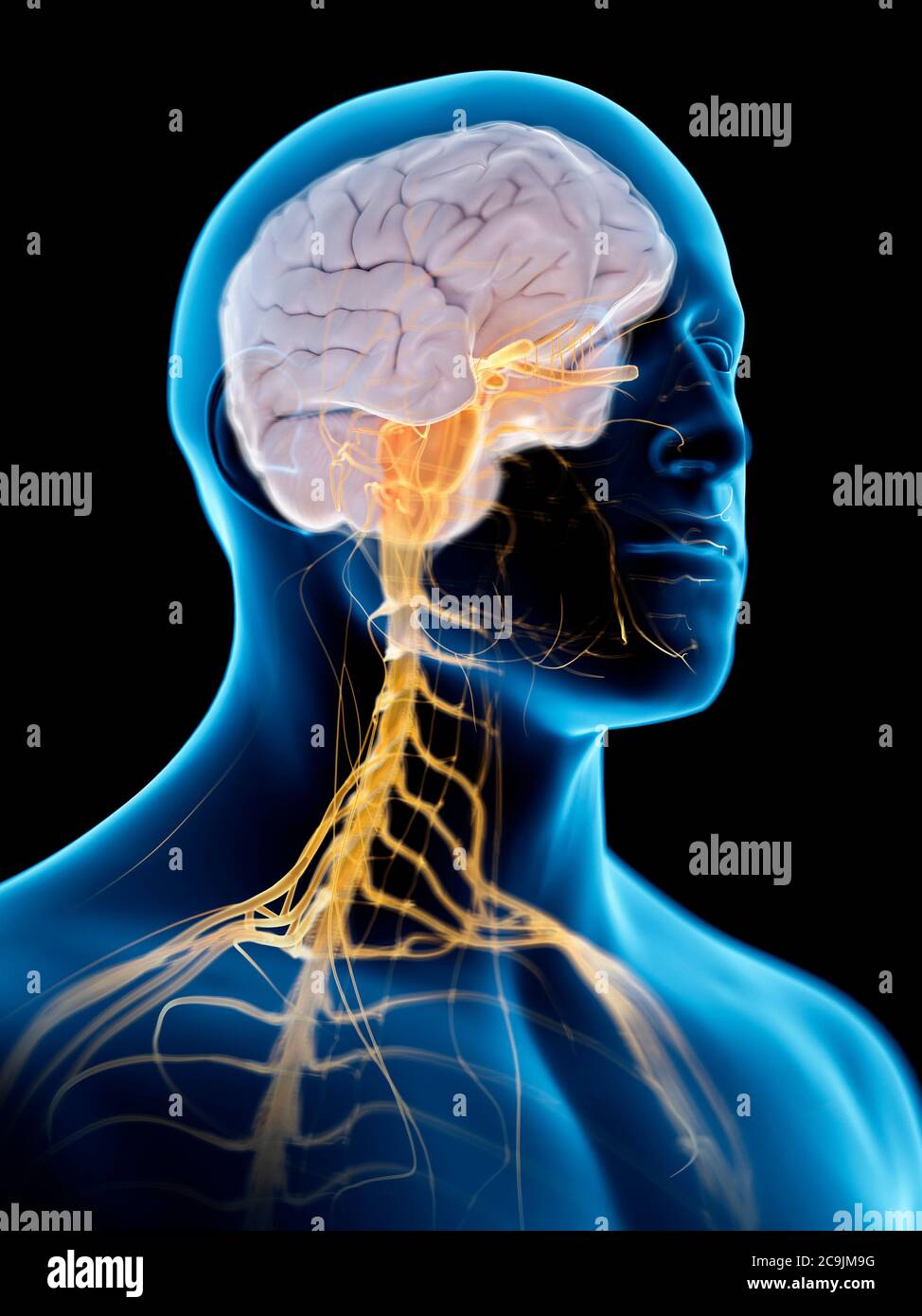 Nervous system, computer illustration Stock Photo - Alamy