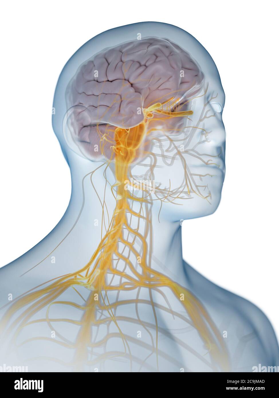 Nervous system, computer illustration Stock Photo - Alamy