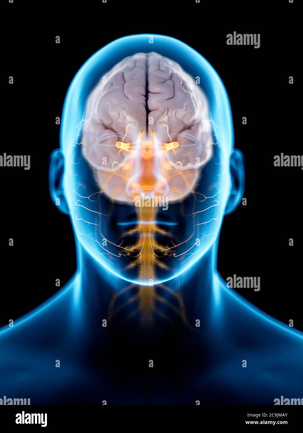 Nervous System, Computer Illustration Stock Photo - Alamy