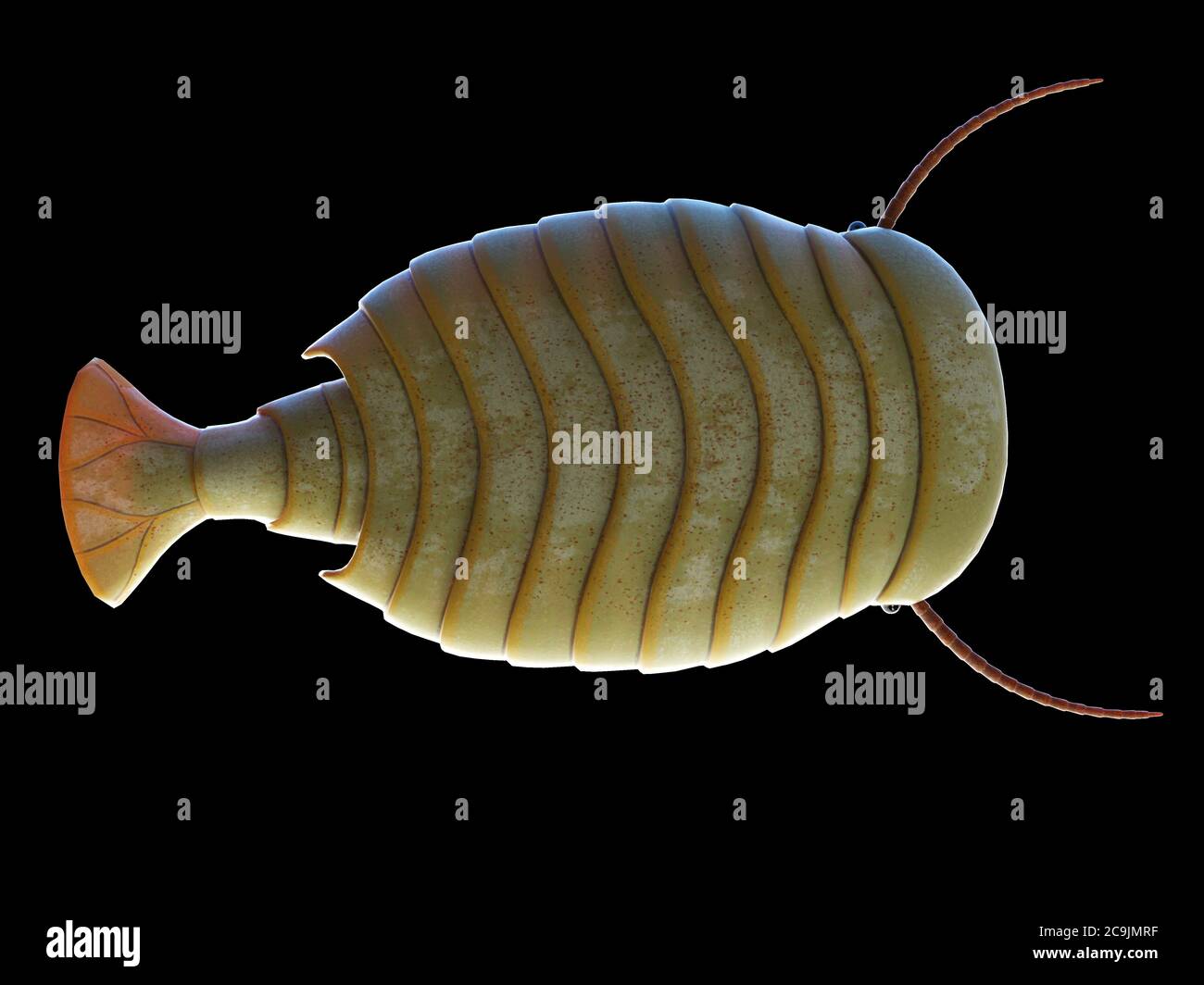 Marine Arthropoda Phylum