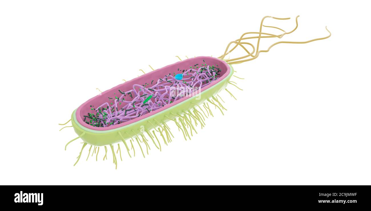 Bacterium, computer illustration Stock Photo - Alamy