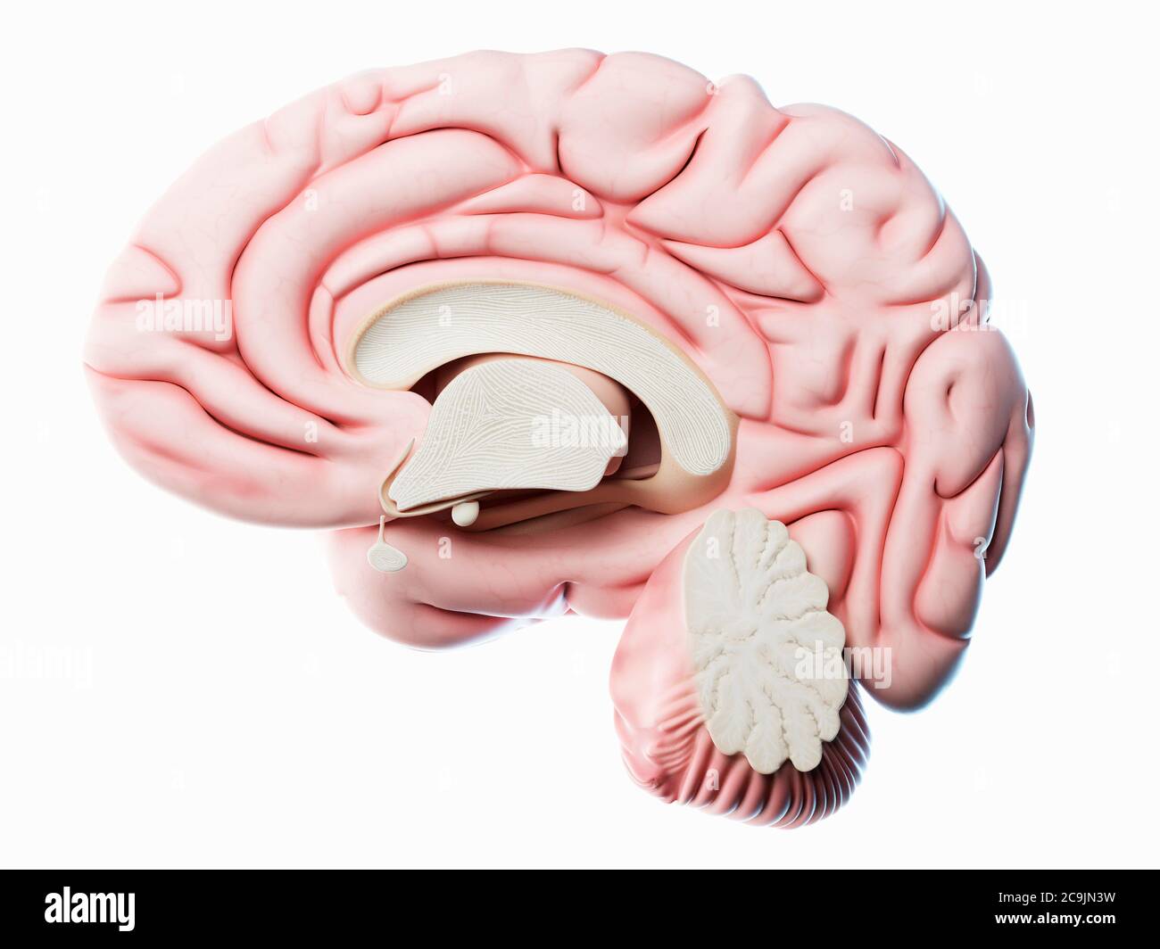 Human brain, computer illustration Stock Photo - Alamy