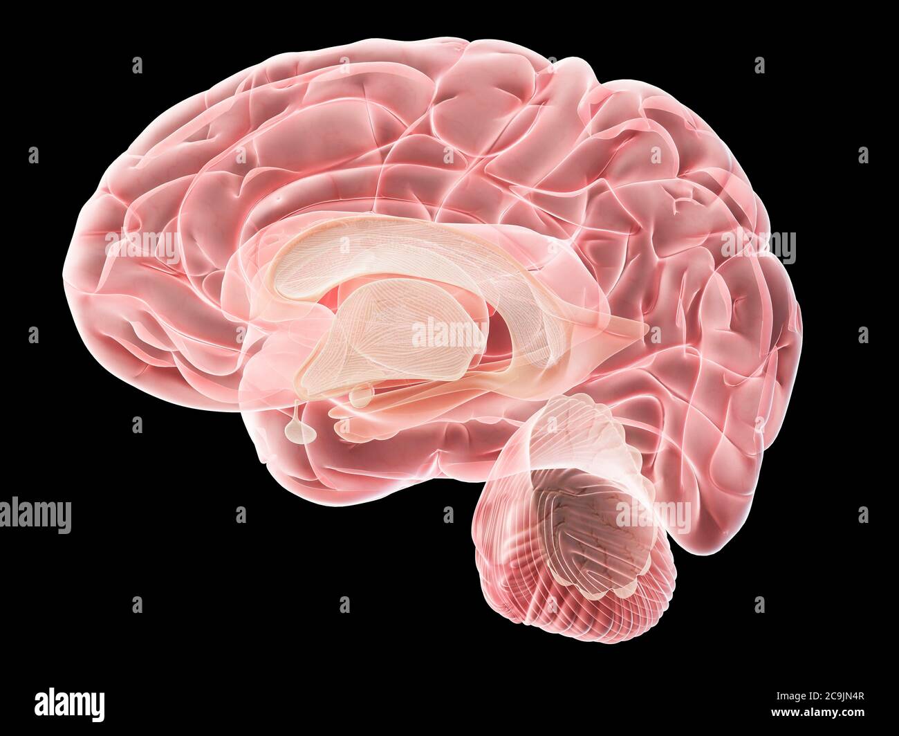 Human brain, computer illustration Stock Photo - Alamy
