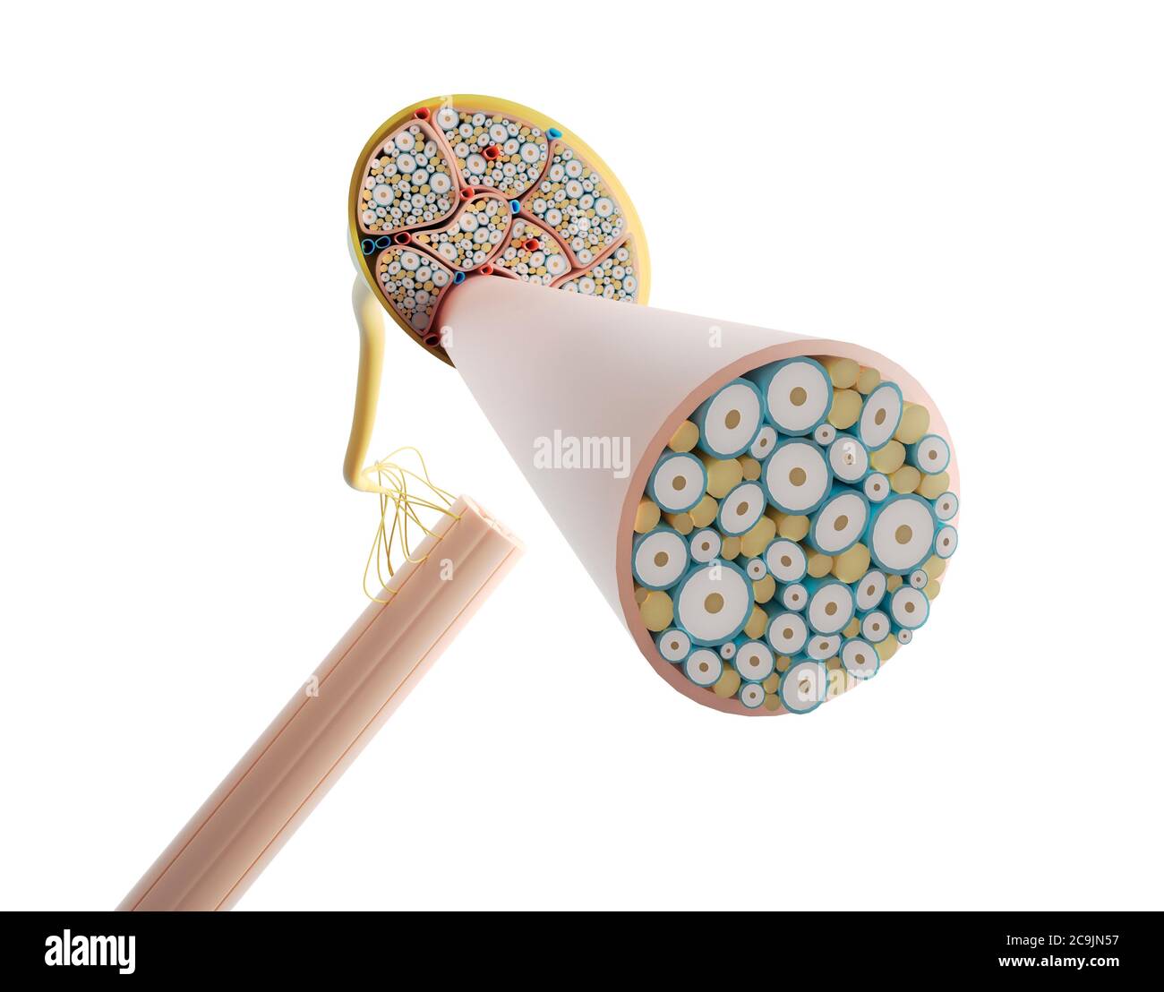 Nerve structure, computer illustration Stock Photo - Alamy