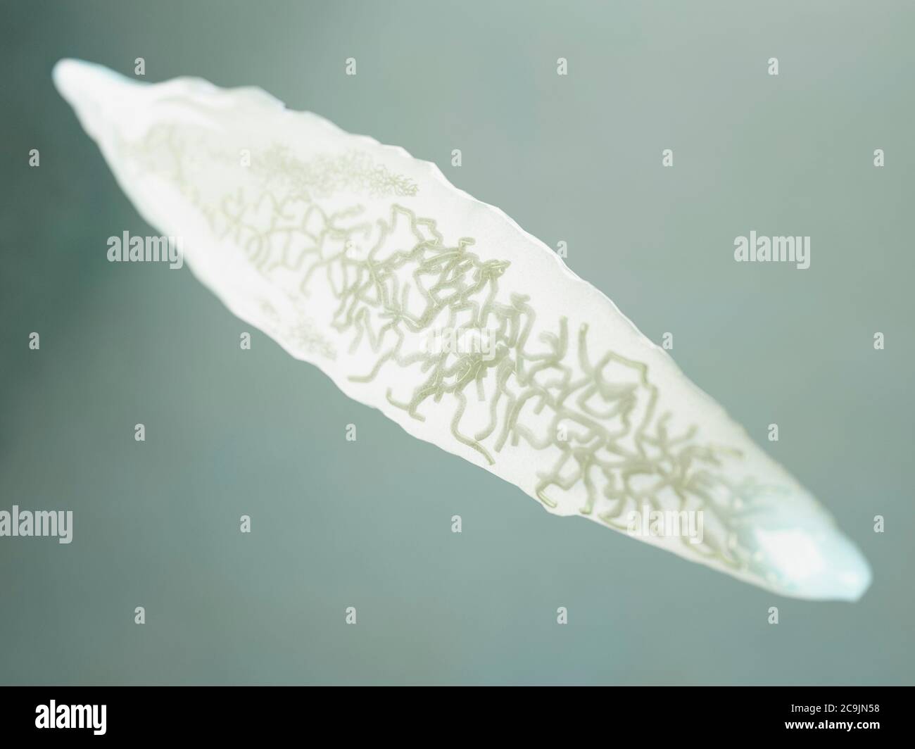 Liver fluke, computer illustration Stock Photo - Alamy