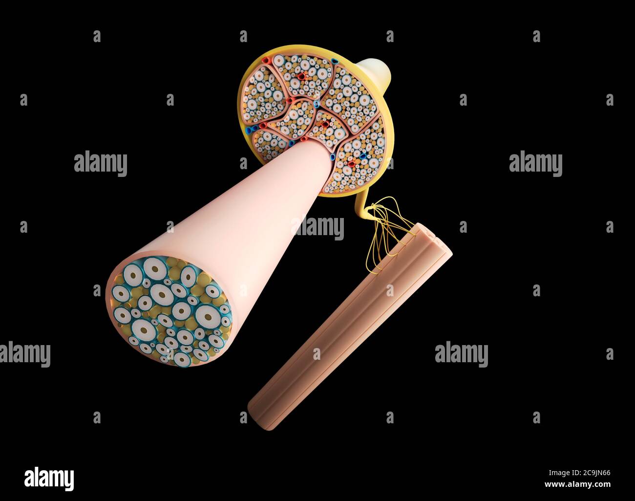 Nerve structure, computer illustration Stock Photo - Alamy