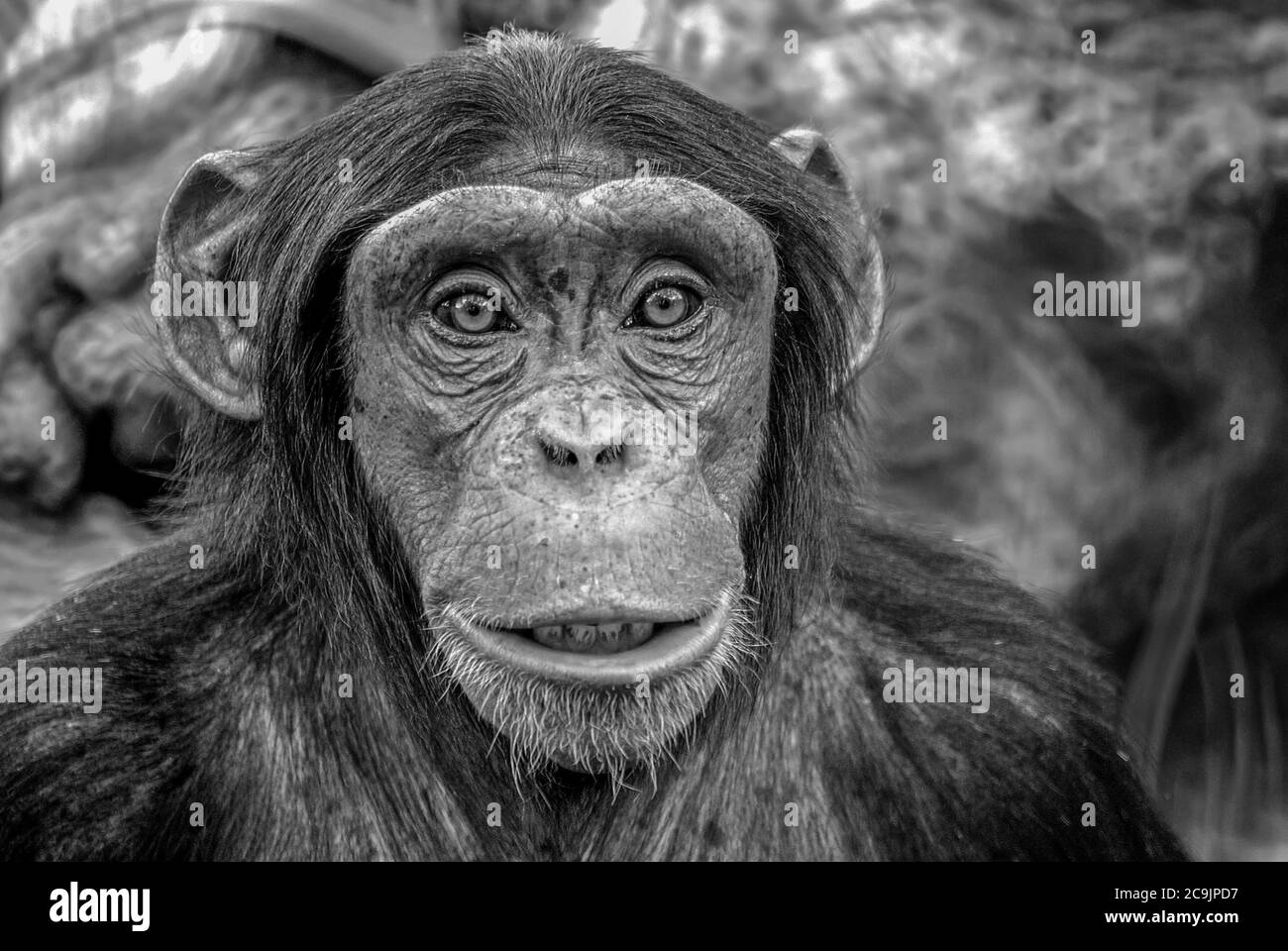 Close-up portrait of a chimpanzee (Pan troglodytes). Stock Photo