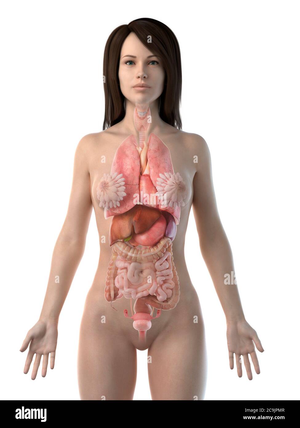 Female anatomy, computer illustration Stock Photo - Alamy, image size:975x1390