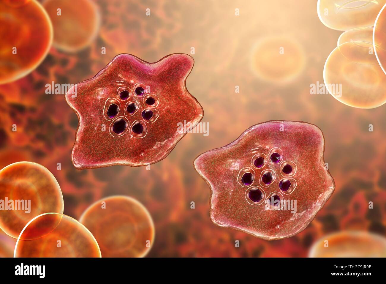 Plasmodium Ovale Protozoan Inside Red Blood Cells Computer Illustration P Ovale Is The Causative Agent Of Benign Tertian Malaria Also Known As Ova Stock Photo Alamy