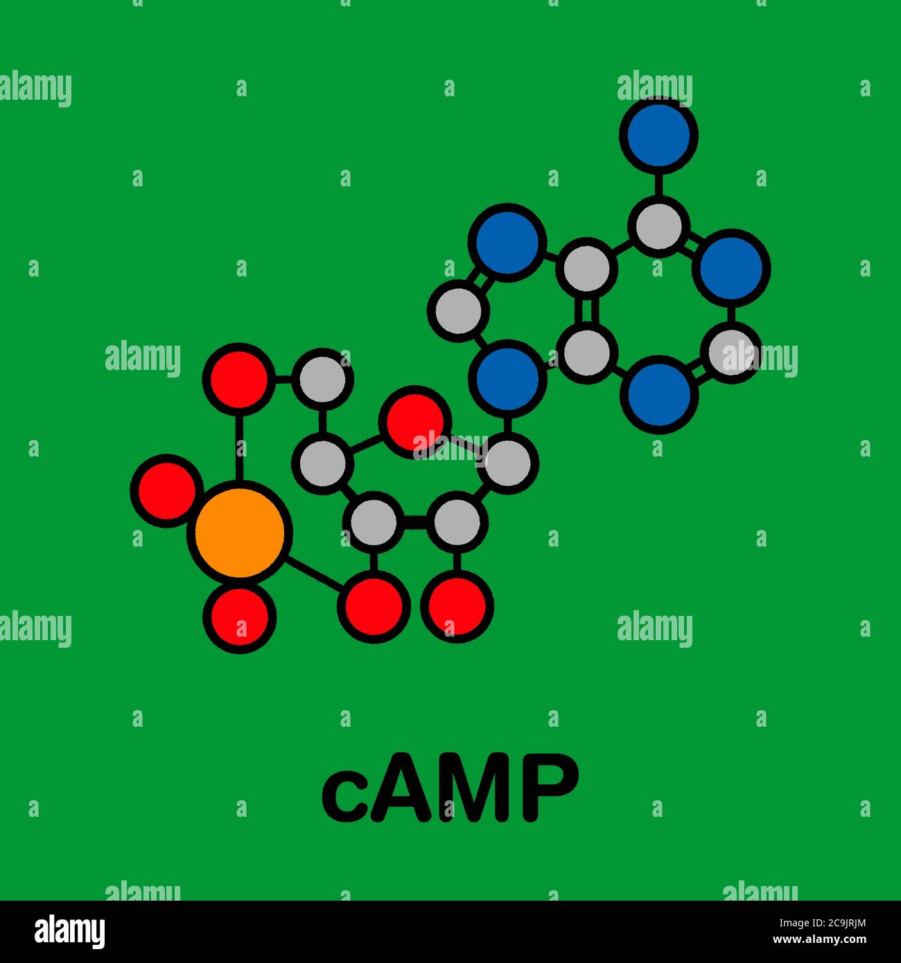 Cyclic adenosine monophosphate (cAMP) second messenger molecule. Plays