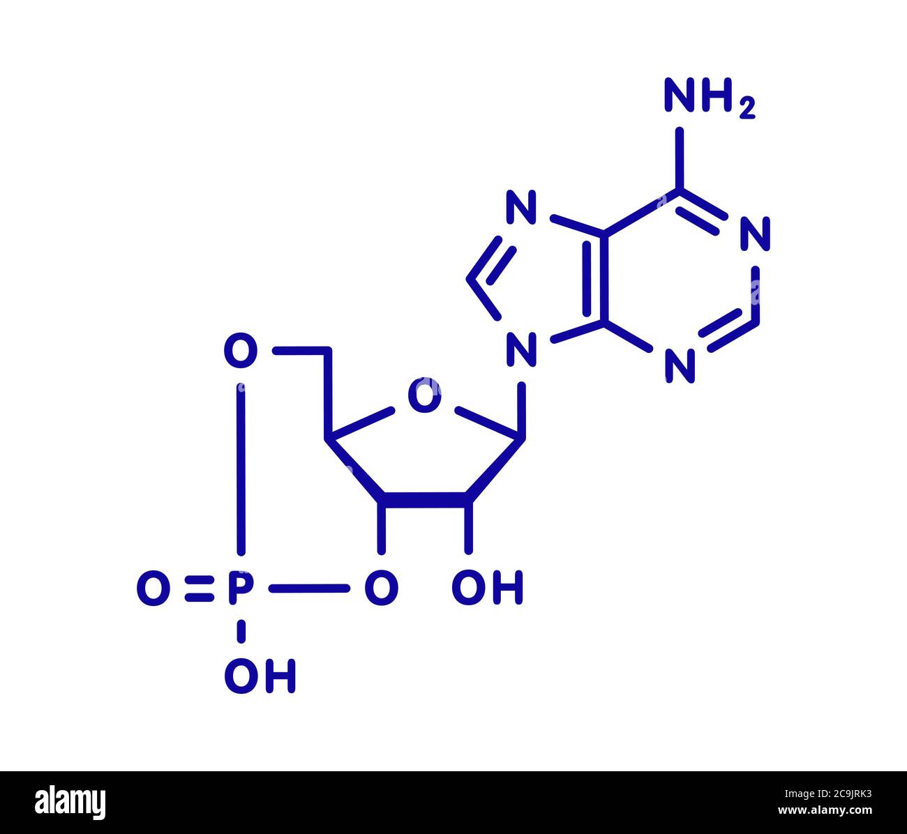 Cyclic adenosine monophosphate (cAMP) second messenger molecule. Plays role  in intracellular signal transduction. Blue skeletal formula on white backg  Stock Photo - Alamy