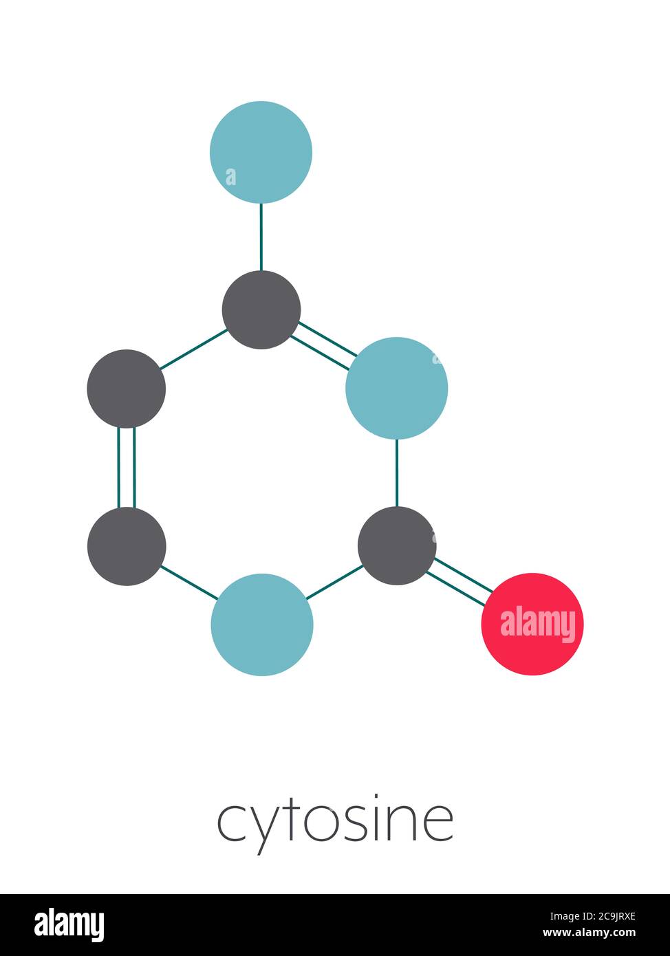 Cytosine pyrimidine nucleobase component. One of the bases found in DNA