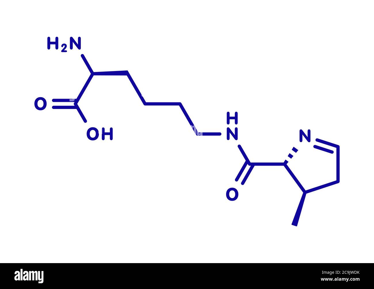 Pyrrolysine (lpyrrolysine, Pyl, O) amino acid molecule. Blue skeletal