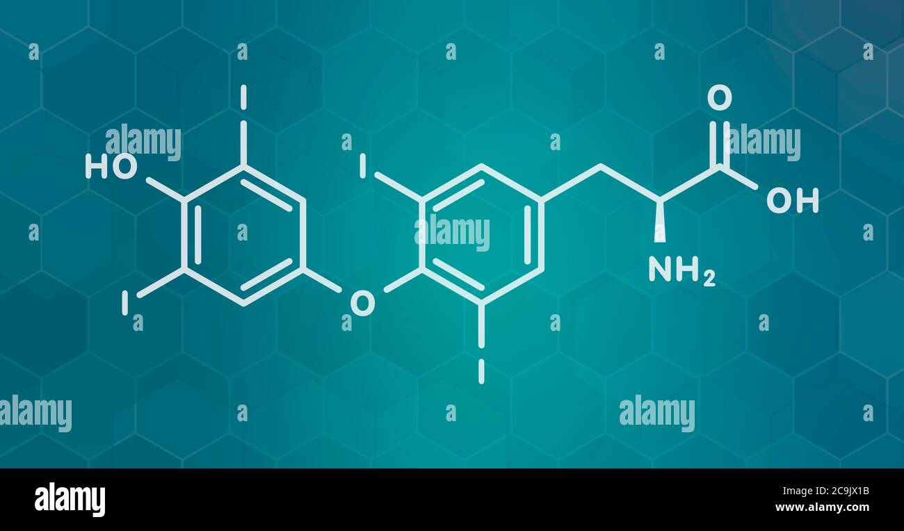 Thyroxine (T4, levothyroxine) thyroid hormone molecule. Prohormone of