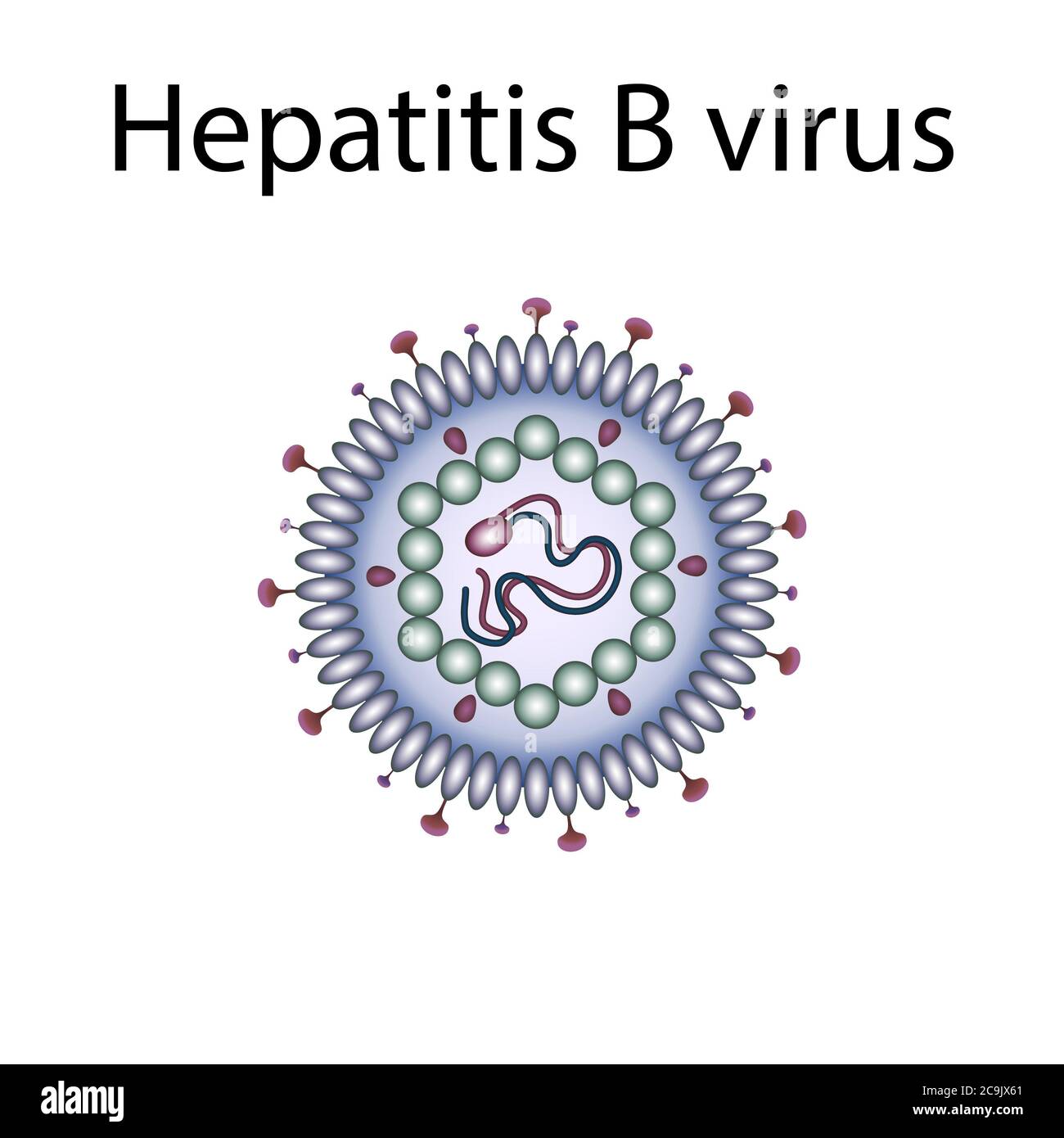 Hepatitis B virus, illustration Stock Photo Alamy