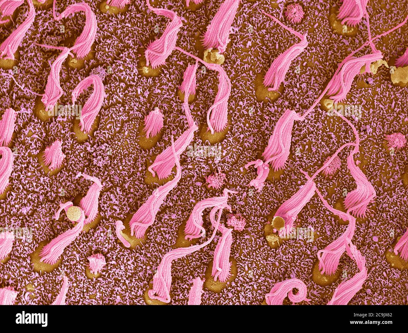 Inner ear sensory cells. Coloured scanning electron micrograph (SEM) of  bundles of cilia (hair cells, pink) situated in the macula utriculi within  the Stock Photo - Alamy