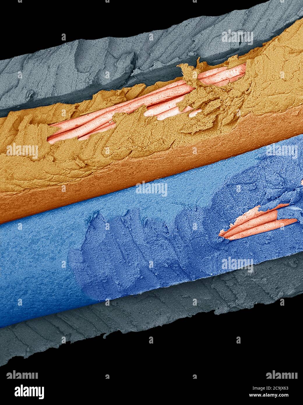 Mouse damaged cable. Coloured scanning electron micrograph (SEM) of a mains cable damaged by mice. Mice are rodents, and their teeth constantly grow, Stock Photo