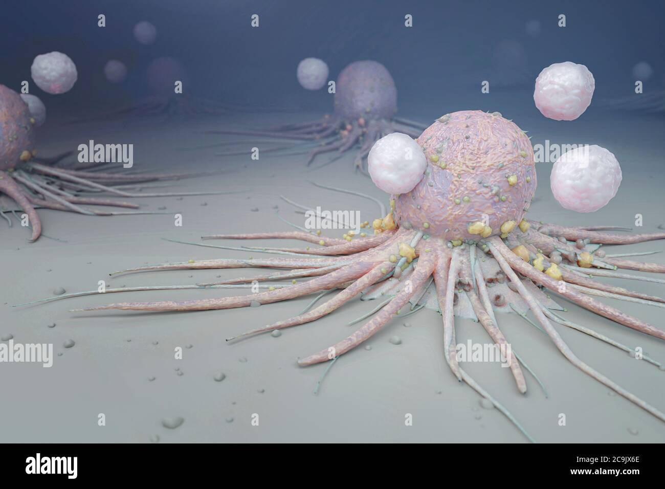 Immune system attacking cancer cells, illustration. Stock Photo