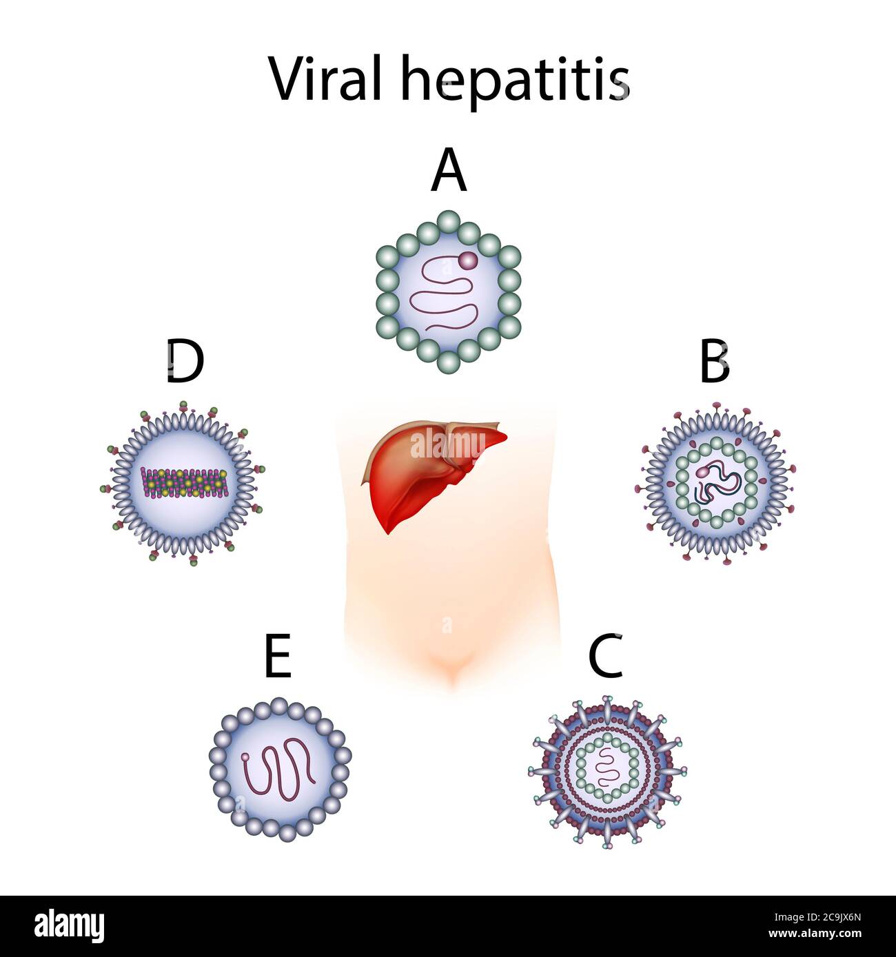 Типы вирусных гепатитов. Вирусные гепатиты. Вирус гепатита в.