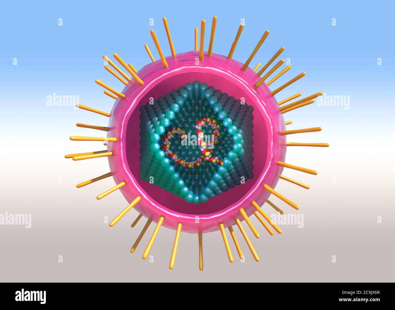 Human T Cell Lymphotropic Virus Illustration Human T Cell   Human T Cell Lymphotropic Virus Illustration Human T Cell Lymphotropic Virus Htlv Is A Family Of Human Rna Ribonucleic Acid Retroviruses That Is 2C9JX6R 