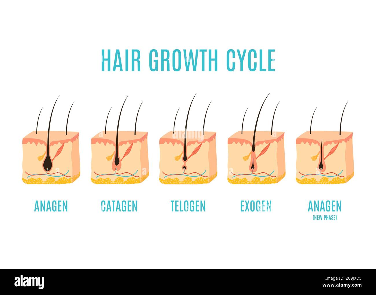 Hair growth phases hi-res stock photography and images - Alamy