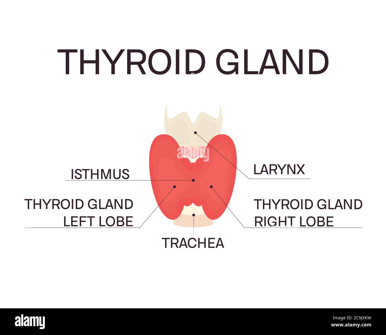 Thyroid Gland Illustration Stock Photo Alamy