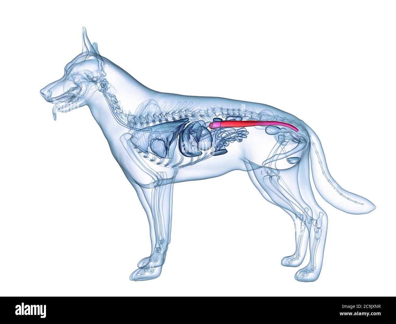 Dog colon, computer illustration Stock Photo - Alamy